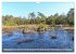 Pietzmoor - ein Hochmoor in der... - Bild 5