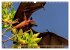 Malerische Malediven (Wandkalender 2026... - Bild 11