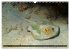 Tropische Unterwasserwelt (Wandkalender... - Bild 12