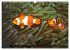 Tropische Unterwasserwelt (Wandkalender... - Bild 14