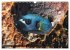 Tropische Unterwasserwelt (Wandkalender... - Bild 15