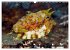 Tropische Unterwasserwelt (Wandkalender... - Bild 3