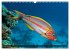 Tropische Unterwasserwelt (Wandkalender... - Bild 5