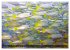 Tropische Unterwasserwelt (Wandkalender... - Bild 10