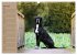 Deutsche Doggen - Sanfte Riesen... - Bild 12