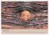 Farben des Holzes (hochwertiger Premium... - Bild 2