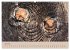 Farben des Holzes (hochwertiger Premium... - Bild 11