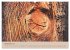 Farben des Holzes (hochwertiger Premium... - Bild 4