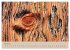 Farben des Holzes (hochwertiger Premium... - Bild 9