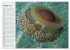 Quallen. Die Welt der Medusen... - Bild 2