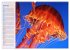 Quallen. Die Welt der Medusen... - Bild 11