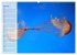 Quallen. Die Welt der Medusen... - Bild 12