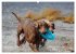 SPLASH - Hunde im Wasser (hochwertiger... - Bild 14