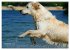 SPLASH - Hunde im Wasser (hochwertiger... - Bild 4