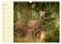Begegnungen. DER HIRSCH (Wandkalender... - Bild 11