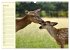 Begegnungen. DER HIRSCH (Wandkalender... - Bild 12