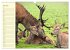 Begegnungen. DER HIRSCH (Wandkalender... - Bild 13