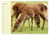 Begegnungen. DER HIRSCH (Wandkalender... - Bild 14