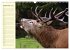 Begegnungen. DER HIRSCH (Wandkalender... - Bild 15