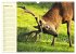 Begegnungen. DER HIRSCH (Wandkalender... - Bild 3