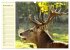 Begegnungen. DER HIRSCH (Wandkalender... - Bild 4