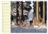 Begegnungen. DER HIRSCH (Wandkalender... - Bild 5