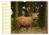 Begegnungen. DER HIRSCH (Wandkalender... - Bild 7