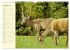 Begegnungen. DER HIRSCH (Wandkalender... - Bild 8