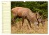 Begegnungen. DER HIRSCH (Wandkalender... - Bild 9
