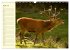 Begegnungen. DER HIRSCH (Wandkalender... - Bild 10