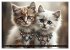 Katzenmomente (hochwertiger Premium... - Bild 2