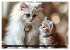 Katzenmomente (hochwertiger Premium... - Bild 12