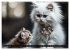 Katzenmomente (hochwertiger Premium... - Bild 3