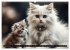 Katzenmomente (hochwertiger Premium... - Bild 4