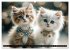Katzenmomente (hochwertiger Premium... - Bild 6