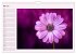 Lila - die mystische Farbe... - Bild 11