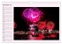 Lila - die mystische Farbe... - Bild 5
