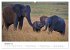 Elefanten - Sanfte Riesen in Afrika... - Bild 2