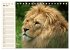 Löwen (Tischkalender 2026 DIN A5... - Bild 11