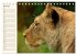 Löwen (Tischkalender 2026 DIN A5... - Bild 12
