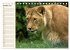 Löwen (Tischkalender 2026 DIN A5... - Bild 3
