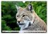 Der Luchs - Der Jäger auf leisen... - Bild 12