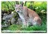Der Luchs - Der Jäger auf leisen... - Bild 4