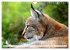 Der Luchs - Der Jäger auf leisen... - Bild 5