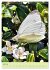 Von Blüte zu Blüte - Weißlinge auf... - Bild 13