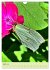 Von Blüte zu Blüte - Weißlinge auf... - Bild 10