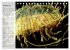 Quallen. Die Welt der Medusen... - Bild 14