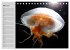 Quallen. Die Welt der Medusen... - Bild 9