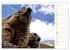 Wildlife - Verspielte Murmeltiere... - Bild 12