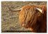 Das Schottische Hochlandrind... - Bild 2